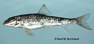 Alabama Hog Sucker