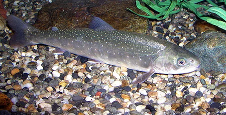 Arctic Char