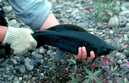 Arctic Grayling