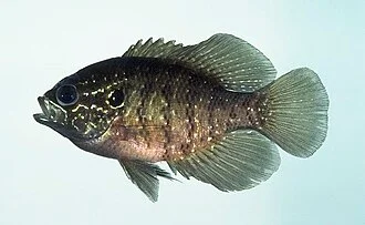 Banded Sunfish