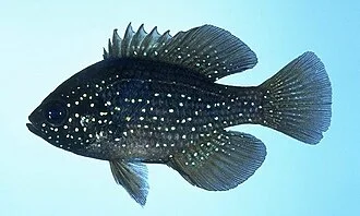 Bluespotted Sunfish
