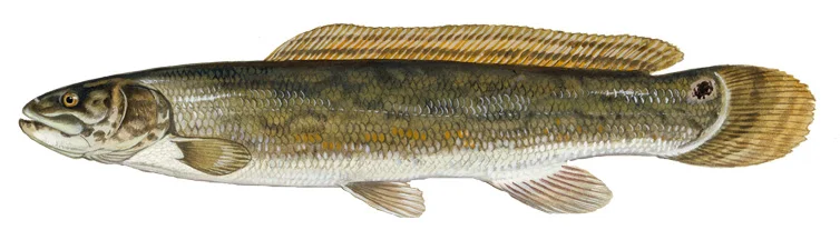 Bowfin
