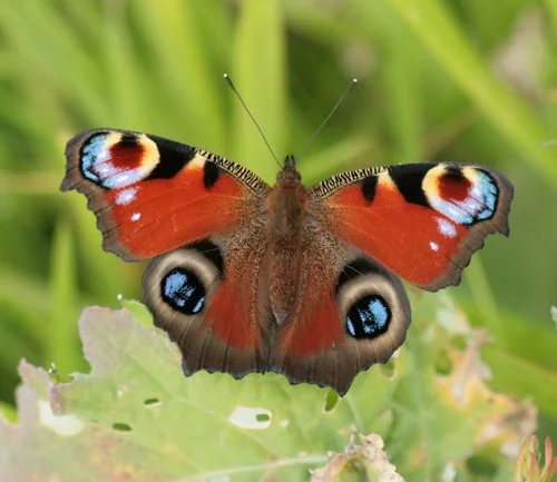 Butterfly Peacock