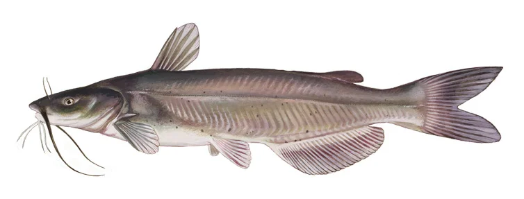 Channel Catfish
