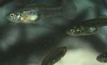 Clear Creek Gambusia