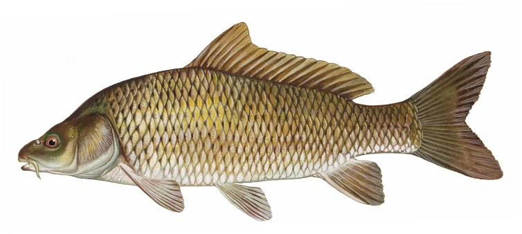 Common Carp