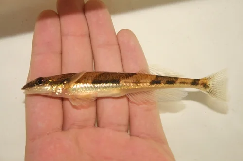 Crystal Darter