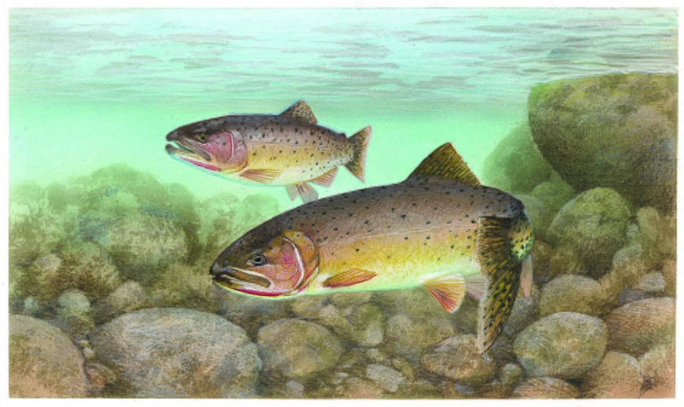 Bonneville Cutthroat Trout
