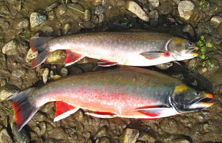 Dolly Varden