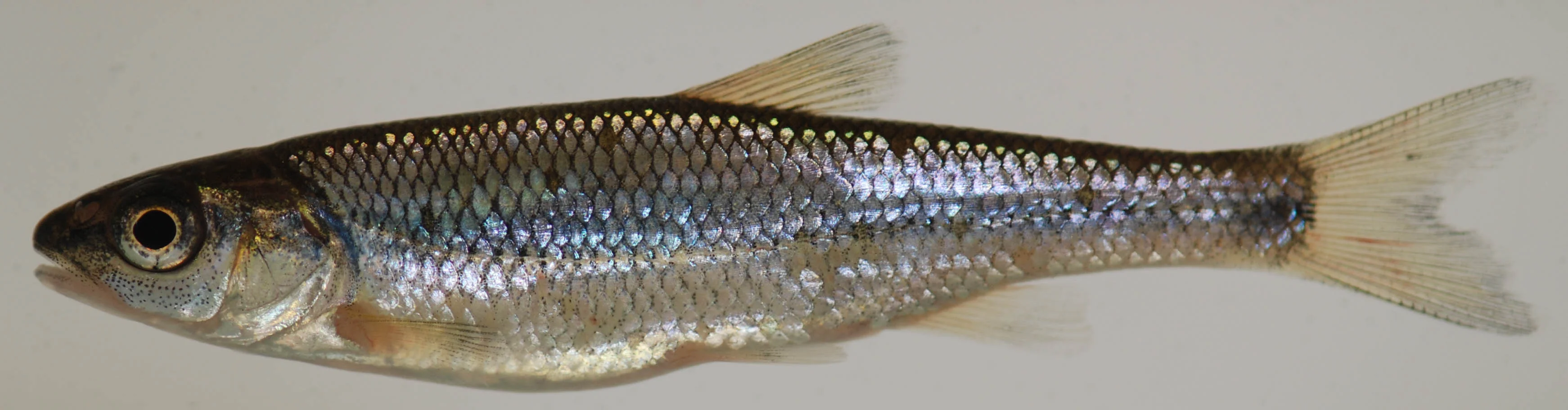 Fallfish