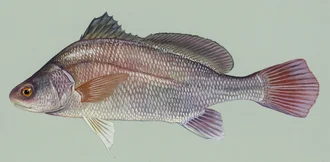Freshwater Drum