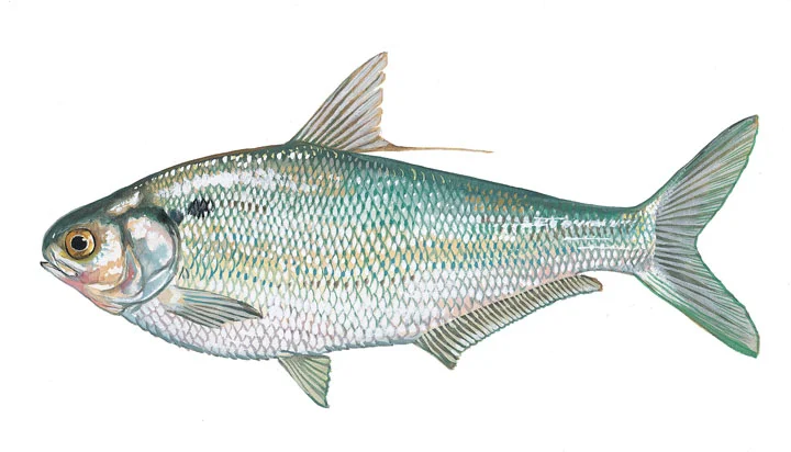 Gizzard Shad