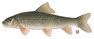 Golden Redhorse