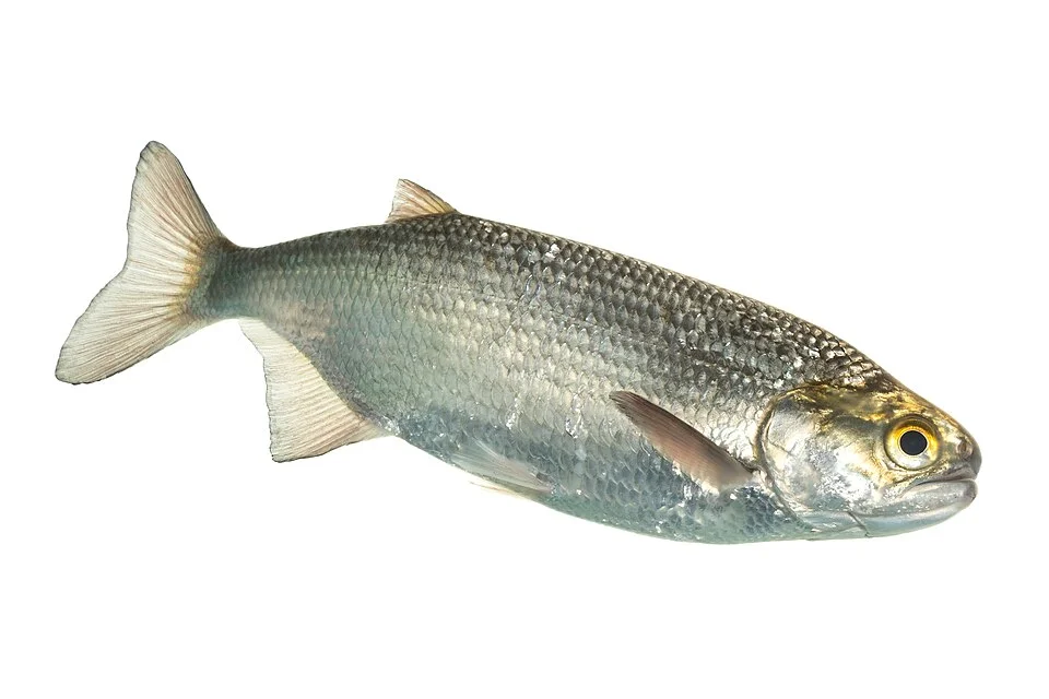 Goldeye