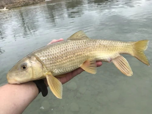 Grayfin Redhorse