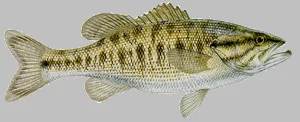 Guadalupe Bass