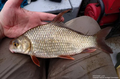 Highfin Carpsucker