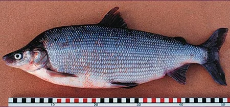 Humpback Whitefish