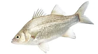 Hybrid Striped Bass