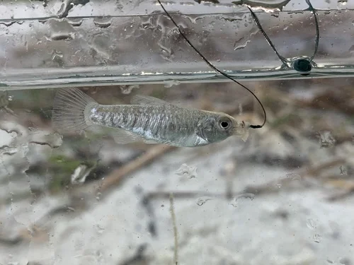 Lake Eustis pupfish