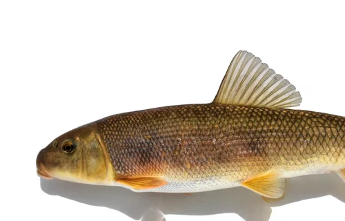 Longnose Sucker