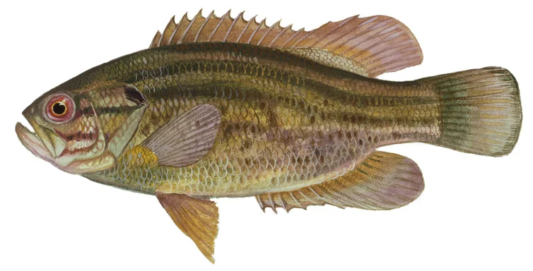 Mud Sunfish