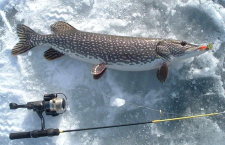 Northern Pike