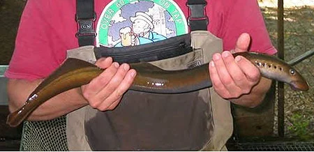 Pacific Lamprey