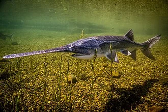 Paddlefish