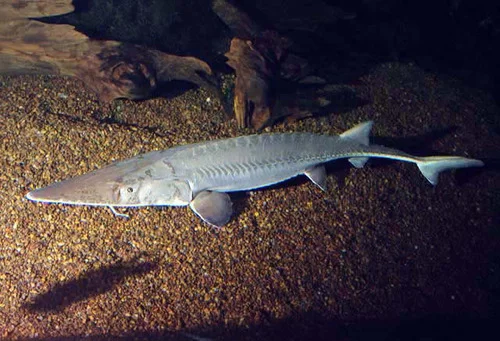 Pallid Sturgeon