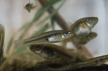Pecos Gambusia