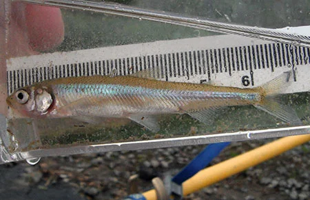 Pond Smelt