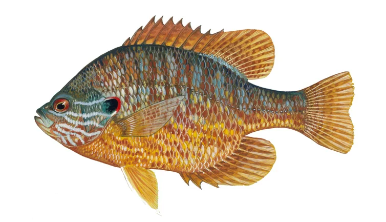 Pumpkinseed Sunfish