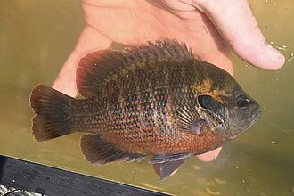 Redspotted Sunfish
