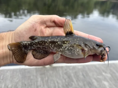 Spotted Bullhead