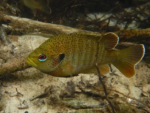 Spotted sunfish