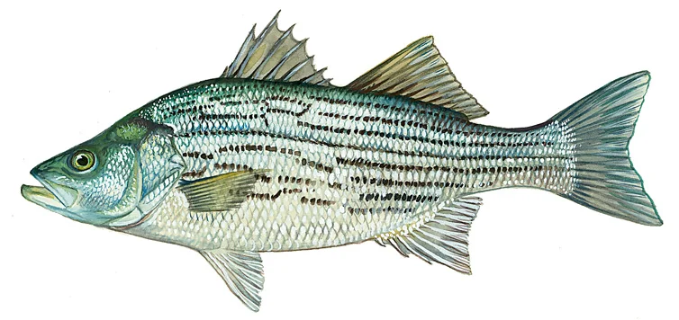 Striped Bass Hybrid