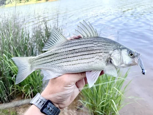Sunshine Bass