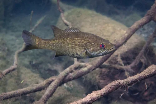 Suwannee Bass