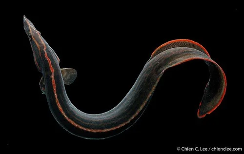Swamp Eel
