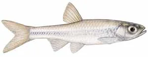 Texas Shiner