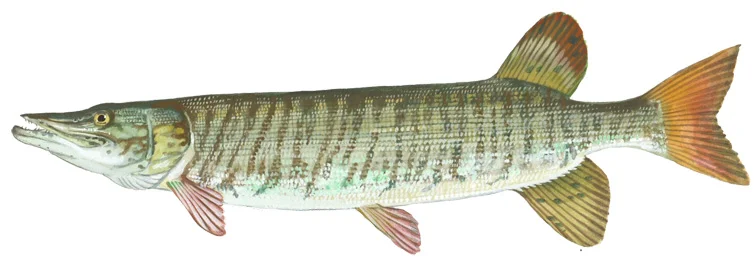 Tiger Musky