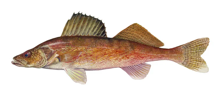 Walleye