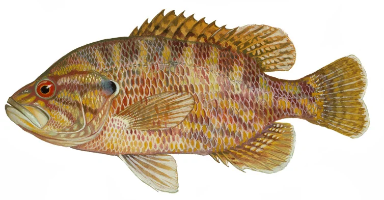 Warmouth Sunfish