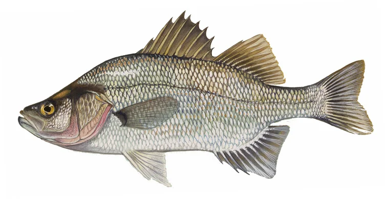 White Perch