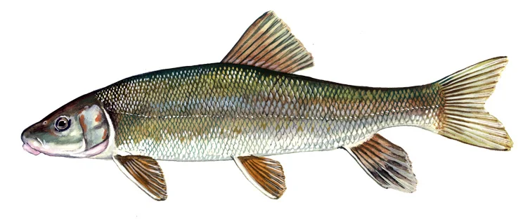 White sucker