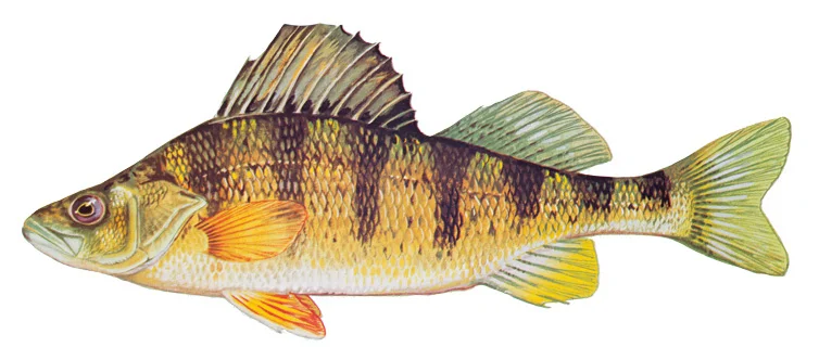 Yellow perch