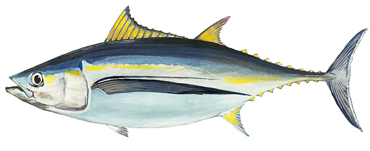 Albacore Tuna
