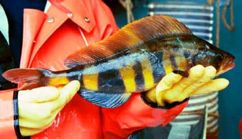 Atka Mackerel