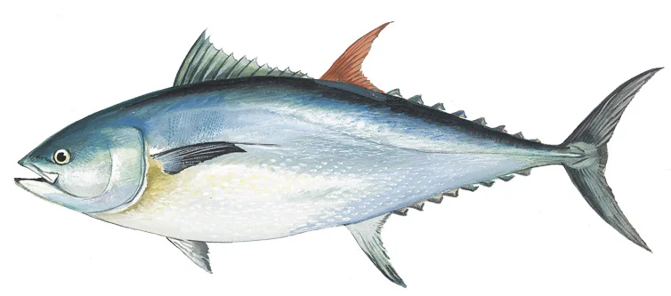 Atlantic Bluefin Tuna